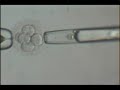 Stem cells from arrested embryos and Federal Funding