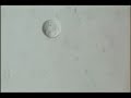 Stem cells from arrested embryos and Federal Funding