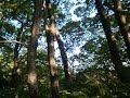 Click here to watch this video 秋葉区の東島城跡を登りました。
