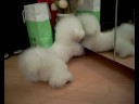 Bichon Obi looking for something !