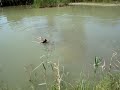 Wirehaired Vizsla Puppy -waterwork