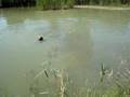 videos de Wirehaired Vizsla Puppy -waterwork