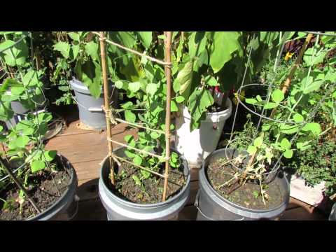 how to fertilize vegetables in containers
