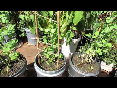how to fertilize snow peas