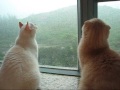 dali meow rain dali meow rain
