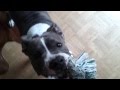 Blue Line Pit Bull growls playing Blue Nose Amstaff American Staffordshire Terrier dog fighting rope