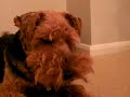 Amber, my singing Welsh Terrier dog !!