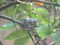 Hummingbird outside my window Hummingbird outside my window
