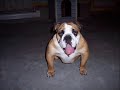 bulldog anglais
