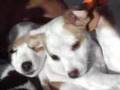 ♥Sleepy puppies cuddle up for a good nap