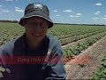 Central Queensland cotton off to good start