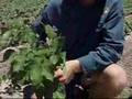 Central Queensland cotton off to good start