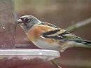Brambling 2
