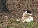 Wild Dogs in Moscow arcP Wild Dogs in Moscow arcP