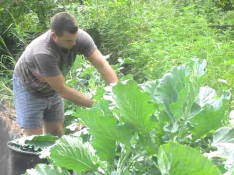 how to harvest crickets