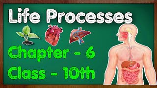 Life Processes Class 10 Science Biology  CBSE NCER