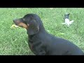 Dachsund Fishing with Super Tot Dachsund Fishing with Super Tot