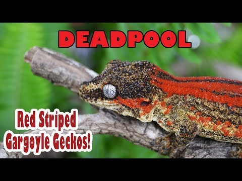 YouTube reptile video