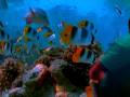 videos de rickey at the aquatic center