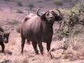 Amazing Lions, Elephants, Rhino at Lewa (Kenya)-Big Cat TV