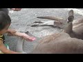 Click here to watch this video zoo in australia オーストラリアの動物園
