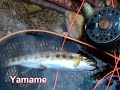 Late September Fly Fising in Japan: Vol.1