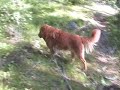 Nova 10 weeks old