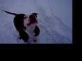 frizbee in the snow