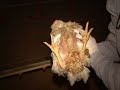 Undercover Video of Foster Farms Undercover Video of Foster Farms