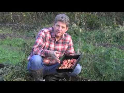 how to harvest oca