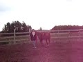 Dual Peppy Player AQHA Stallion now offered for sale