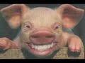 Oink.cd Tribute