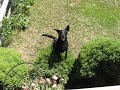 Jett, my labrador retriever...doing his thing Jett, my labrador retriever...doing his thing