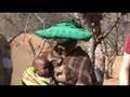 Himba Tribe - Northern Namibia