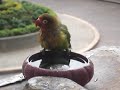 funny city parrot wild