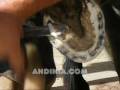 Herrando: cómo sanear o recortar un casco o vaso (2 de 4) - Actividades al aire libre / Outdoors