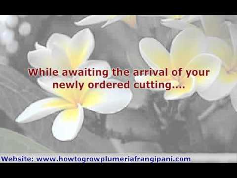 how to grow frangipani