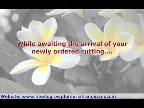 how to replant plumerias