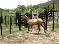 videos de cavalos 004.mpg