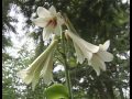 7 Foot Shade Lily