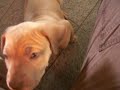 Leona - Green eyes Puppy - Filhote de  Fila  1M&19D 2
