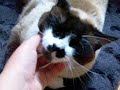 Click here to watch this video 2 süse katzen/2 cute cats