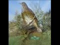 Le Chant des Oyseaulx - Clement Janequin
