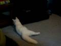 Playful Phoebe, my Turkish Angora and her mouse Playful Phoebe, my Turkish Angora and her mouse