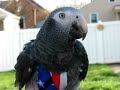 Kanicki My Timneh African Grey Outside Relaxing