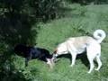 Lenny janosch und Shanti1