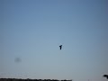 blackbird-attack-osprey.html