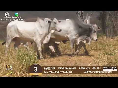 511� LEIL�O VIRTUAL MB LEIL�ES