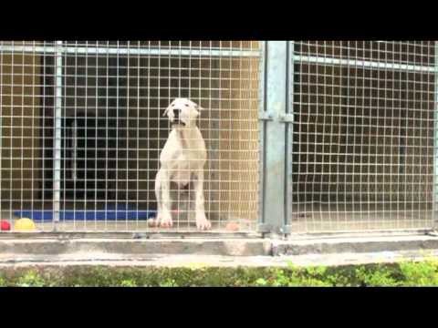 ten bully kutta