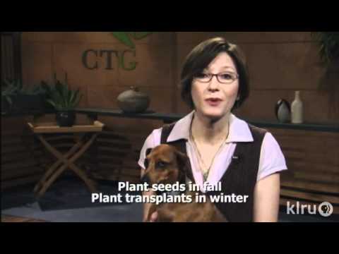 how to fertilize texas sage